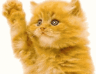 Hello